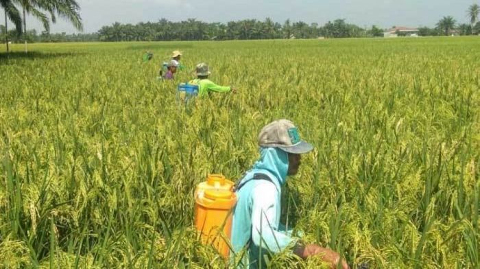 Cara meningkatkan produktivitas tanaman padi