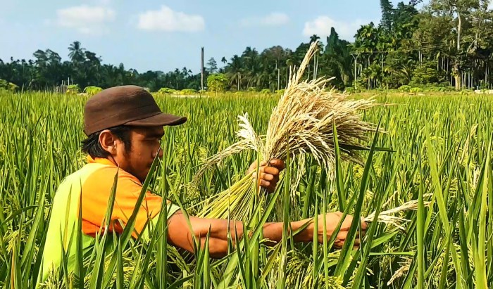 Padi hama tanaman penyakit putih lengkap pengendaliannya serta