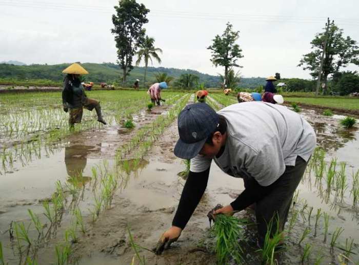 Cara menanam padi di lahan sawah