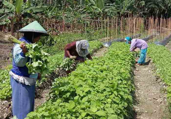 Waktu panen yang tepat untuk berbagai tanaman