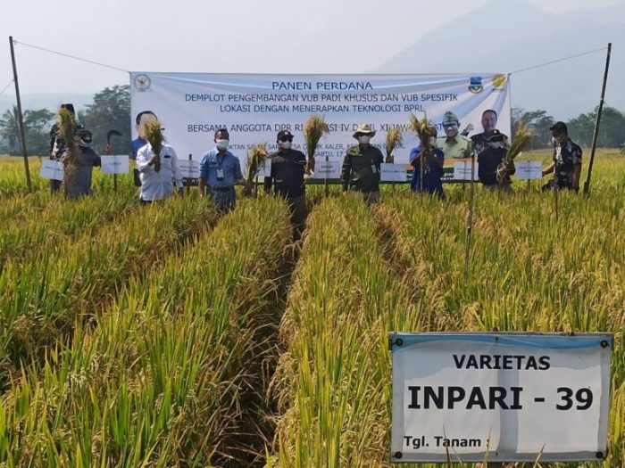 Transplanter padi teknologi fiji tanam mou cooperation allied traktor pertanian sectors agrozine harganya pasaran mengenal petani alchetron efisien guna singh