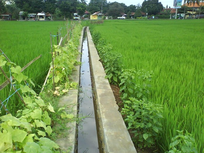 Irigasi sawah jaringan padi pertanian tanah produksi lahan saluran upaya kerusakan meningkatkan pembangunan pengelolaan geograph88 luragung mengurangi tani buatan pembuatan