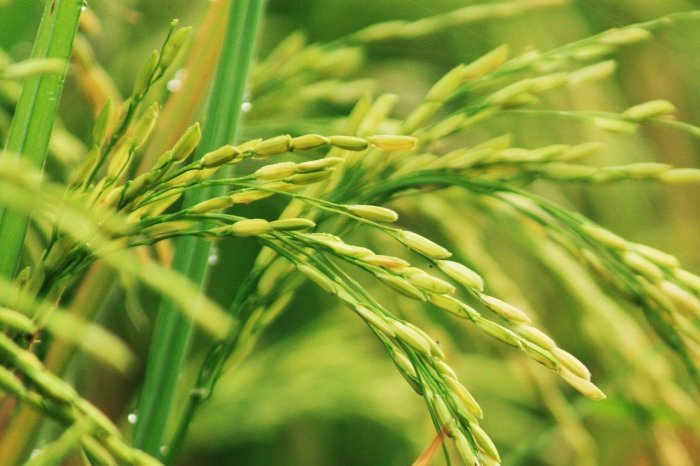 Padi memanen pemanenan panen pertanian sawah mesin menggunakan jaman orang