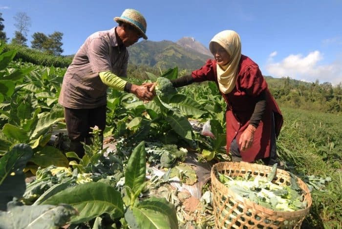 Cara mengatasi kendala saat panen