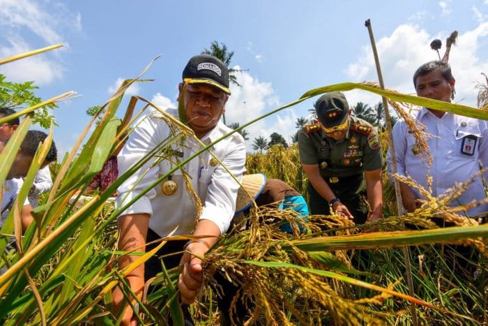 Cara panen padi yang efektif dan efisien