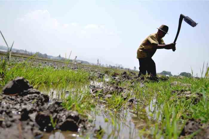 Persiapan lahan sebelum panen