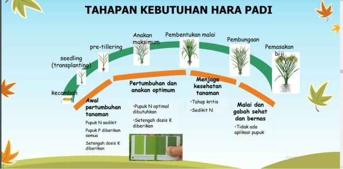 Cara meningkatkan produktivitas tanaman padi