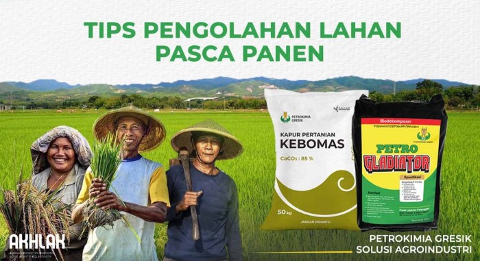 Jagung lahan persiapan tanam tanaman budidaya digunakan pemupukan menanam tanah thegorbalsla benih