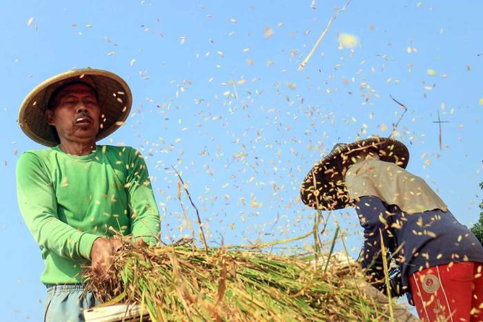 Prospek bisnis budidaya padi di Indonesia