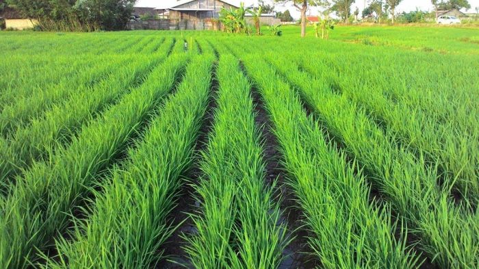 Cara menanam padi di lahan sawah