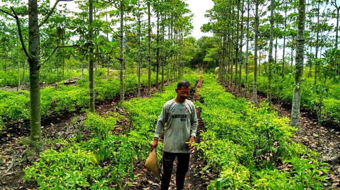 Praktik berkelanjutan dalam panen