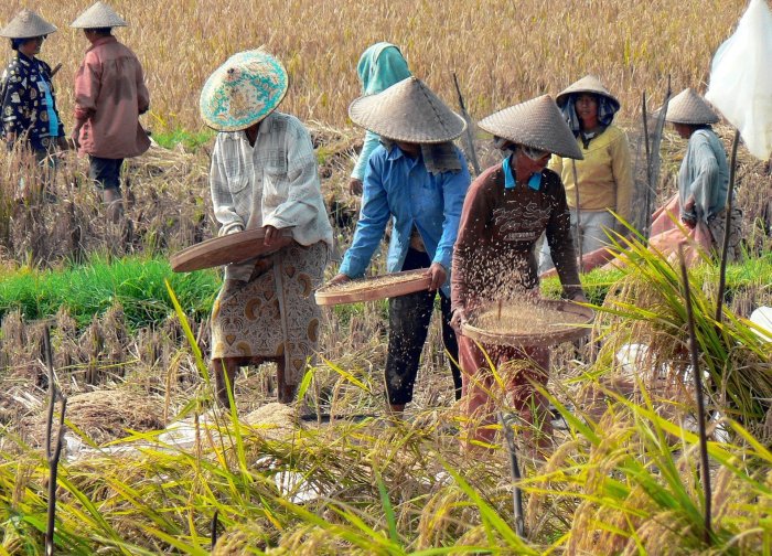 Teknik memanen yang efisien