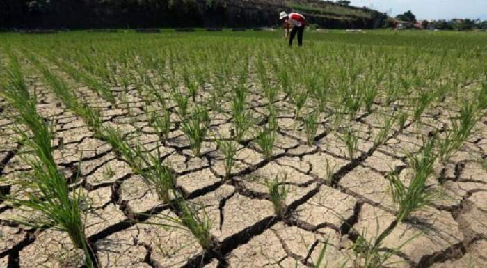 Dampak perubahan iklim terhadap tanaman padi