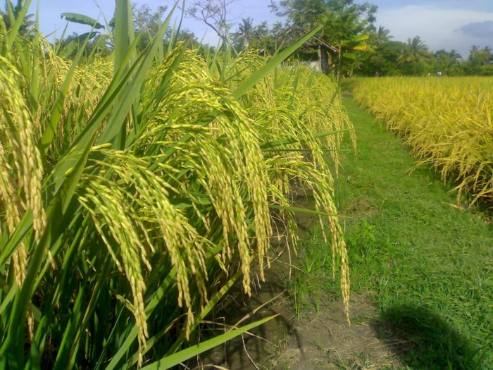 Padi tanaman budidaya sawah melimpah rantai panen hasil panduan agar sukses faunadanflora fauna pertanian wajib tahu terbaik