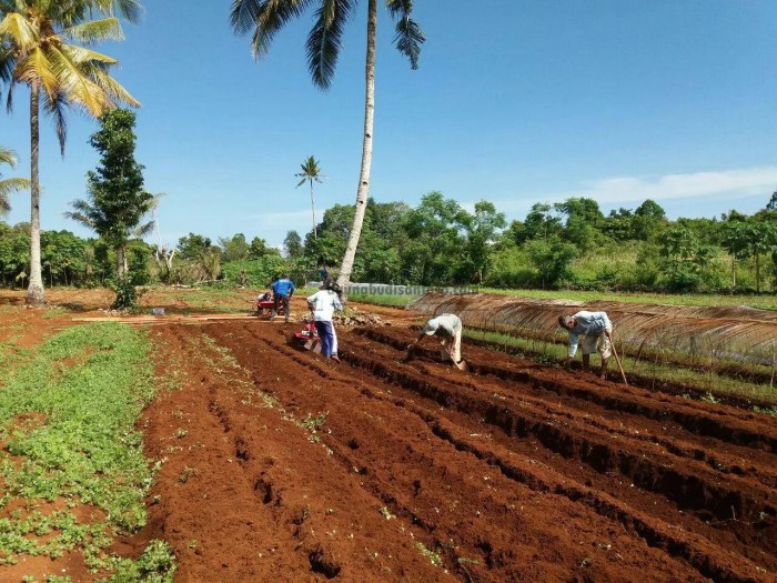 Persiapan lahan sebelum panen